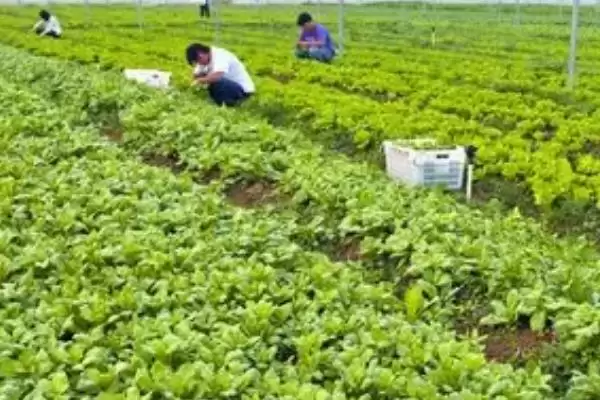 图片[4]-保护地蔬菜如何防盐害深翻土壤？-会东网