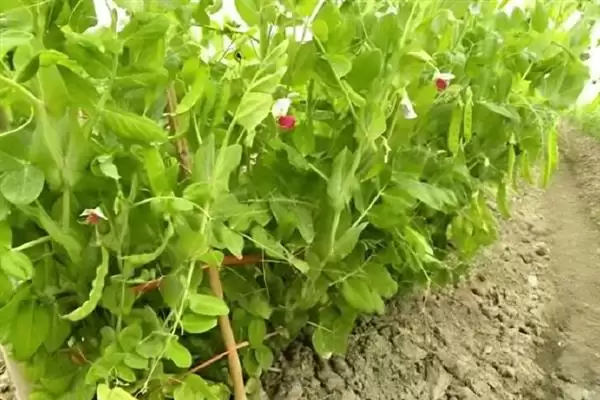 图片[6]-荷兰豆开花前追肥如何提高产量？-会东网