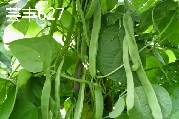 图片[2]-芸豆常见有哪些品种如芸丰627？-会东网