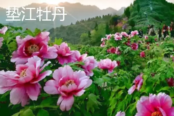 图片[5]-重庆市垫江县有何特产丹皮乡？-会东网