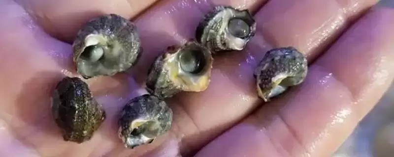 牛眼螺主要分布在海南岛哪些产地?-会东网