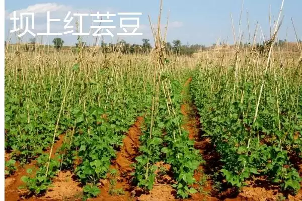 图片[5]-芸豆常见有哪些品种如芸丰627？-会东网