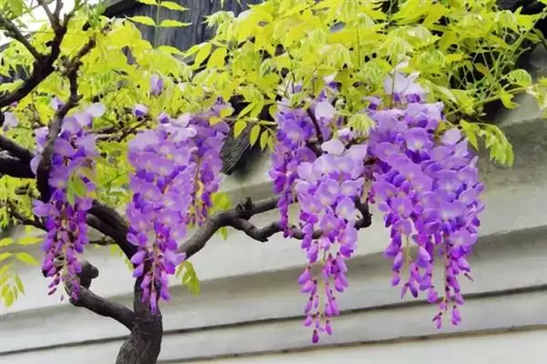 图片[4]-紫藤花寓意无私奉献有何精神？-会东网