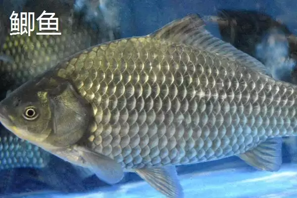 图片[6]-伊豆和伊势尼钩条粗细有何区别？-会东网