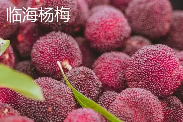 图片[15]-浙江省诸暨市有何特产同山烧？-会东网