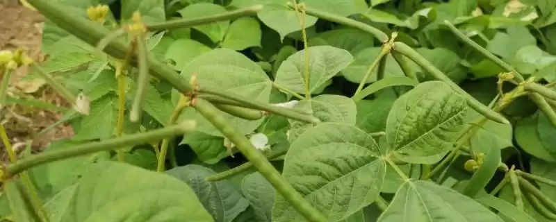 种植绿豆整地除草后如何穴播？-会东网