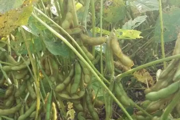 图片[3]-中黄56大豆品种何时进行播种？-会东网