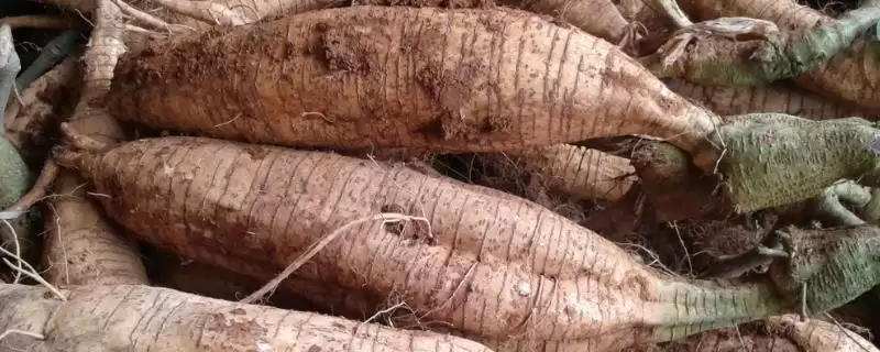 葛根作为野葛干燥根茎是指什么？-会东网