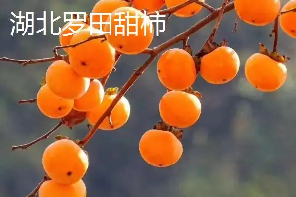 图片[5]-哪些地方产出的柿子比较好吃且有名？-会东网