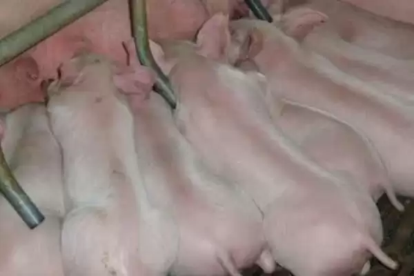图片[2]-仔猪出生30天后可撤保温灯吗？-会东网