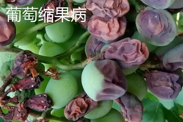 图片[3]-葡萄日灼病和缩果病症状区别防治？-会东网