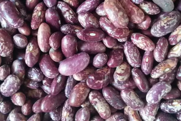 图片[4]-芸豆作为菜豆等别称是指什么？-会东网