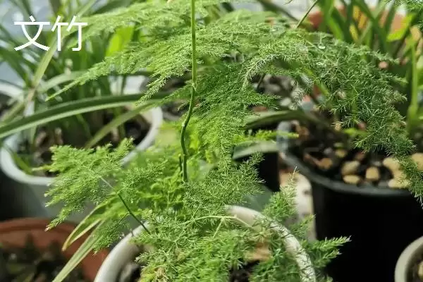 图片[9]-哪些室外花卉耐寒耐旱如龟背竹等？-会东网