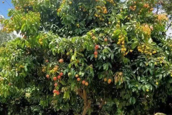 图片[5]-我国主要蜜源植物油菜分布最广？-会东网