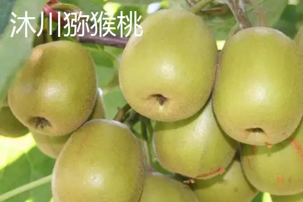 图片[5]-四川省乐山市有何特产及美誉？-会东网