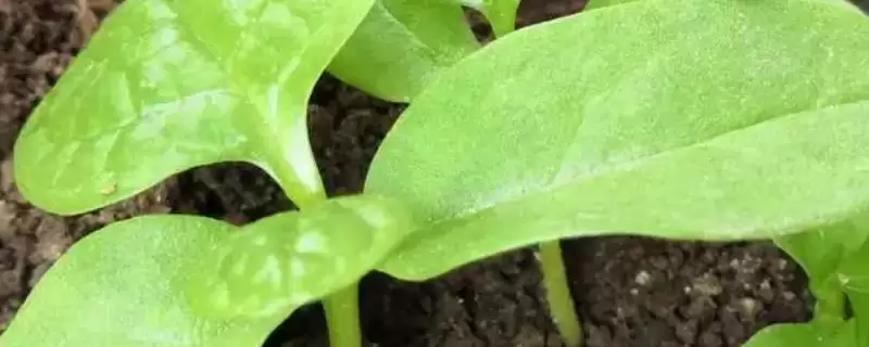 蔬菜种子不同种类如何催芽技术？-会东网