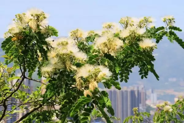 图片[7]-银合欢作为豆科灌木乔木如何介绍？-会东网