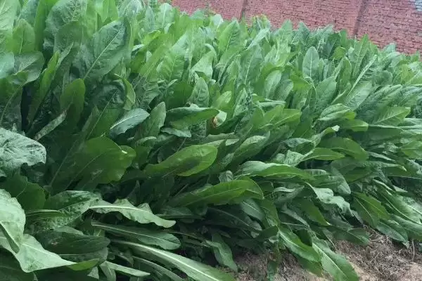 图片[6]-哪些特色蔬菜品种具有种植前景呢？-会东网