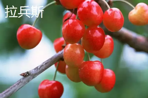 图片[7]-大红灯樱桃肉质松软有何酸甜味？-会东网