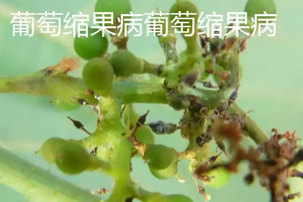 图片[5]-葡萄黑霉病果梗果面有何霉层症状？-会东网