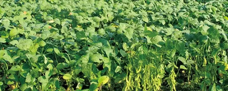 毛豆在苗期及结荚期能否施加尿素?-会东网