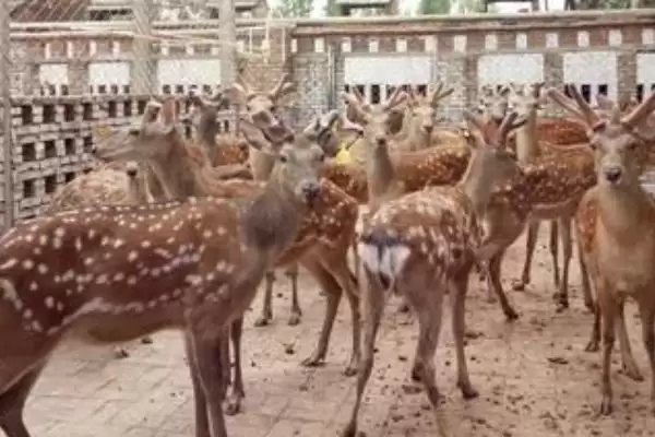 图片[3]-养鹿申请野生动物训养证怎么办？-会东网