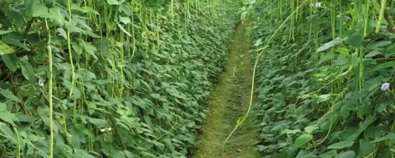 秋豆角一般在何时进行种植?-会东网