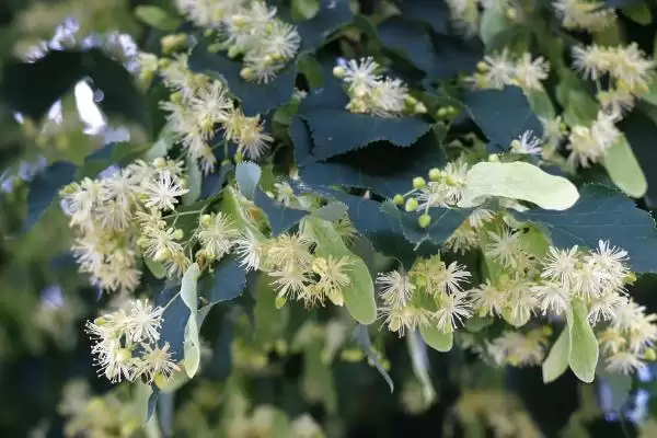 图片[9]-我国主要蜜源植物油菜分布最广？-会东网
