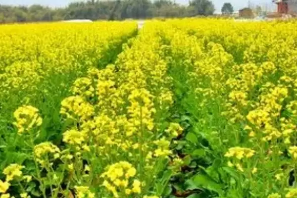 图片[2]-我国主要蜜源植物油菜分布最广？-会东网