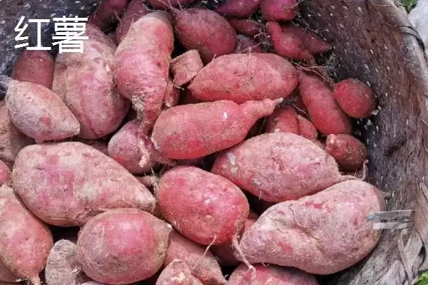 图片[4]-如何地窖贮藏地瓜及入窖前准备？-会东网