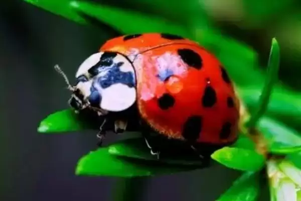 图片[4]-四大益虫蜻蜓等是哪四种昆虫？-会东网