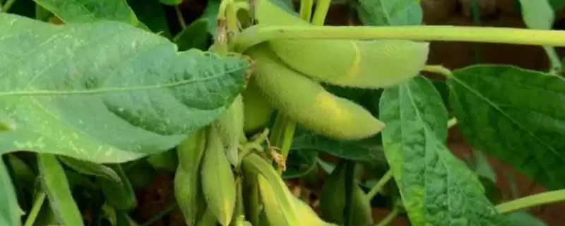 庆科豆1号大豆种子何时进行播种？-会东网
