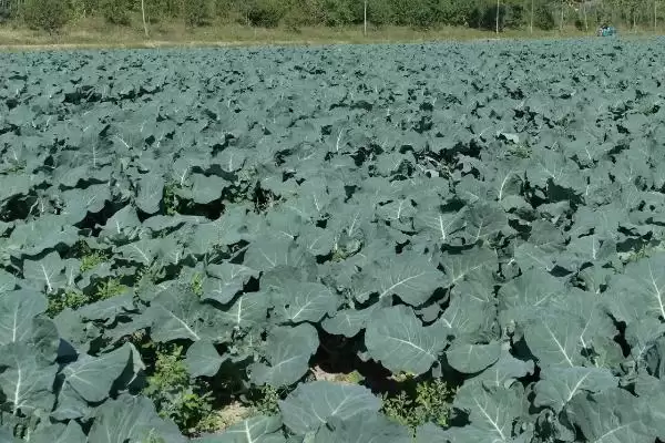 图片[11]-蔬菜低温天气如何用薄膜育秧？-会东网