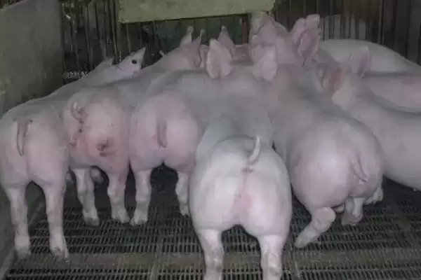图片[4]-仔猪出生30天后可撤保温灯吗？-会东网