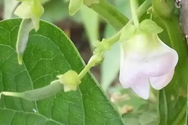 图片[3]-四季豆开花后多久进入收获期？-会东网
