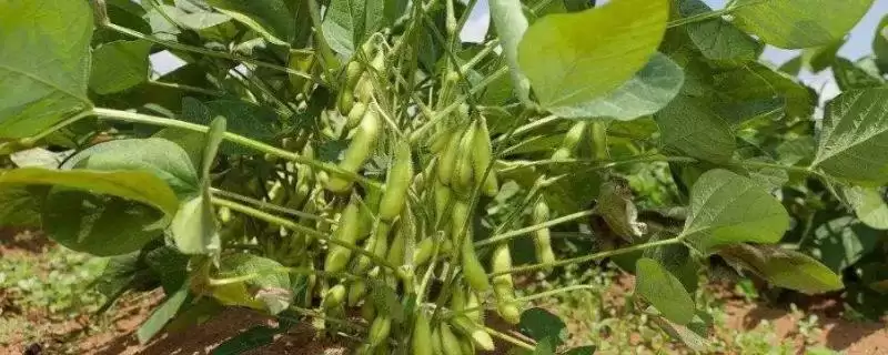中龙黑大豆1号种子何时播种？-会东网