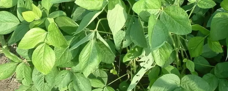 龙黑大豆2号大豆种子在适应区何时播种?-会东网