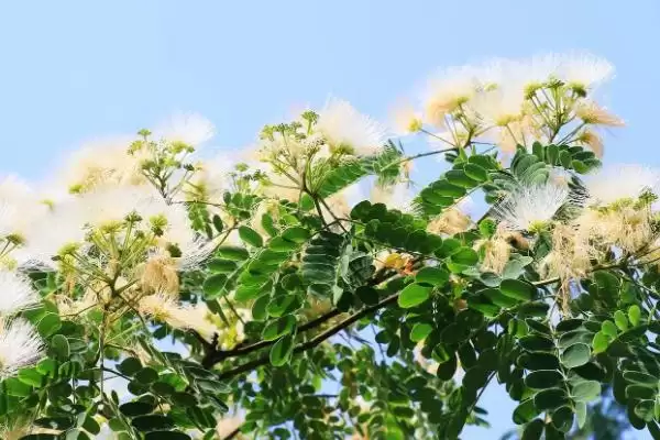 图片[5]-银合欢作为豆科灌木乔木如何介绍？-会东网