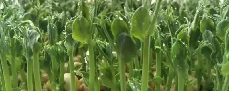 豌豆苗长到多高时需要进行掐尖?-会东网