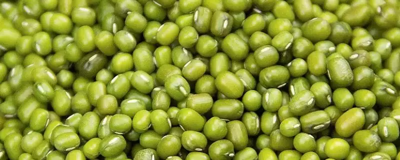 绿豆果实包裹在果荚中有何特点?-会东网