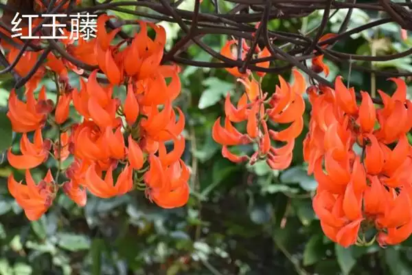 图片[7]-紫藤花寓意无私奉献有何精神？-会东网