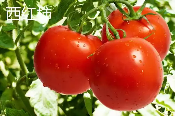 图片[7]-七月份适合种植哪些农作物呢？-会东网