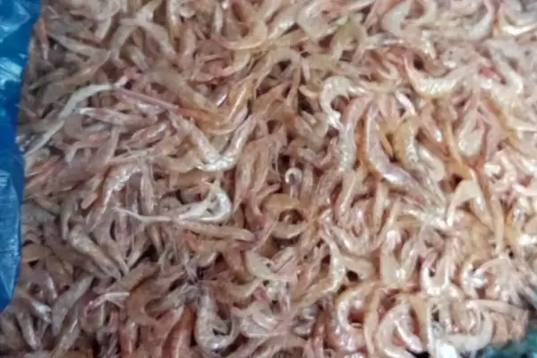 图片[3]-钓鳟鱼作为肉食性鱼选何荤饵？-会东网