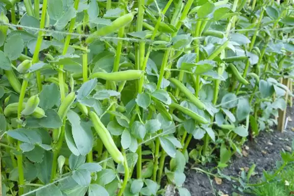 图片[2]-种植蚕豆重茬种植有何影响？-会东网