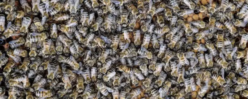 蜜蜂作为完全以花为食有何生活特征?-会东网