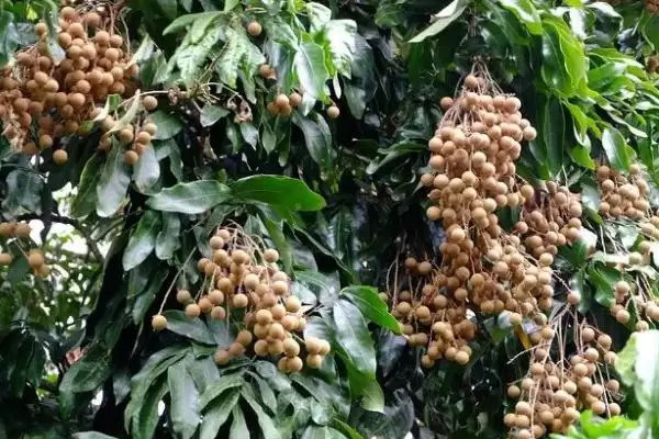 图片[6]-我国主要蜜源植物油菜分布最广？-会东网