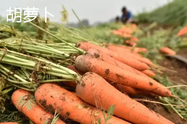 图片[6]-七月份适合种植哪些农作物呢？-会东网