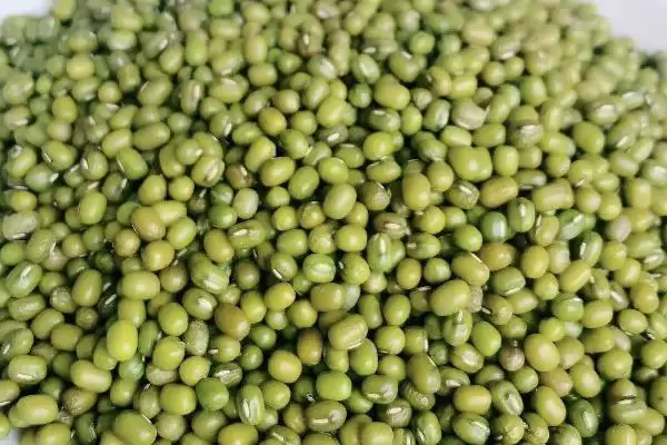 图片[4]-绿豆豆荚和种子呈何种形态特征？-会东网