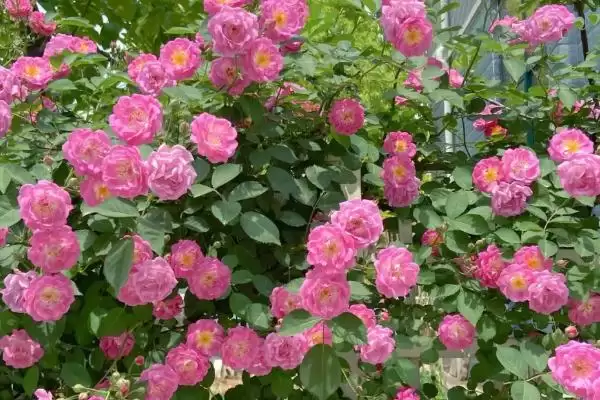 图片[2]-蔷薇花在5-9月开花有何特点？-会东网