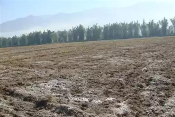 图片[2]-荷兰豆开花前追肥如何提高产量？-会东网